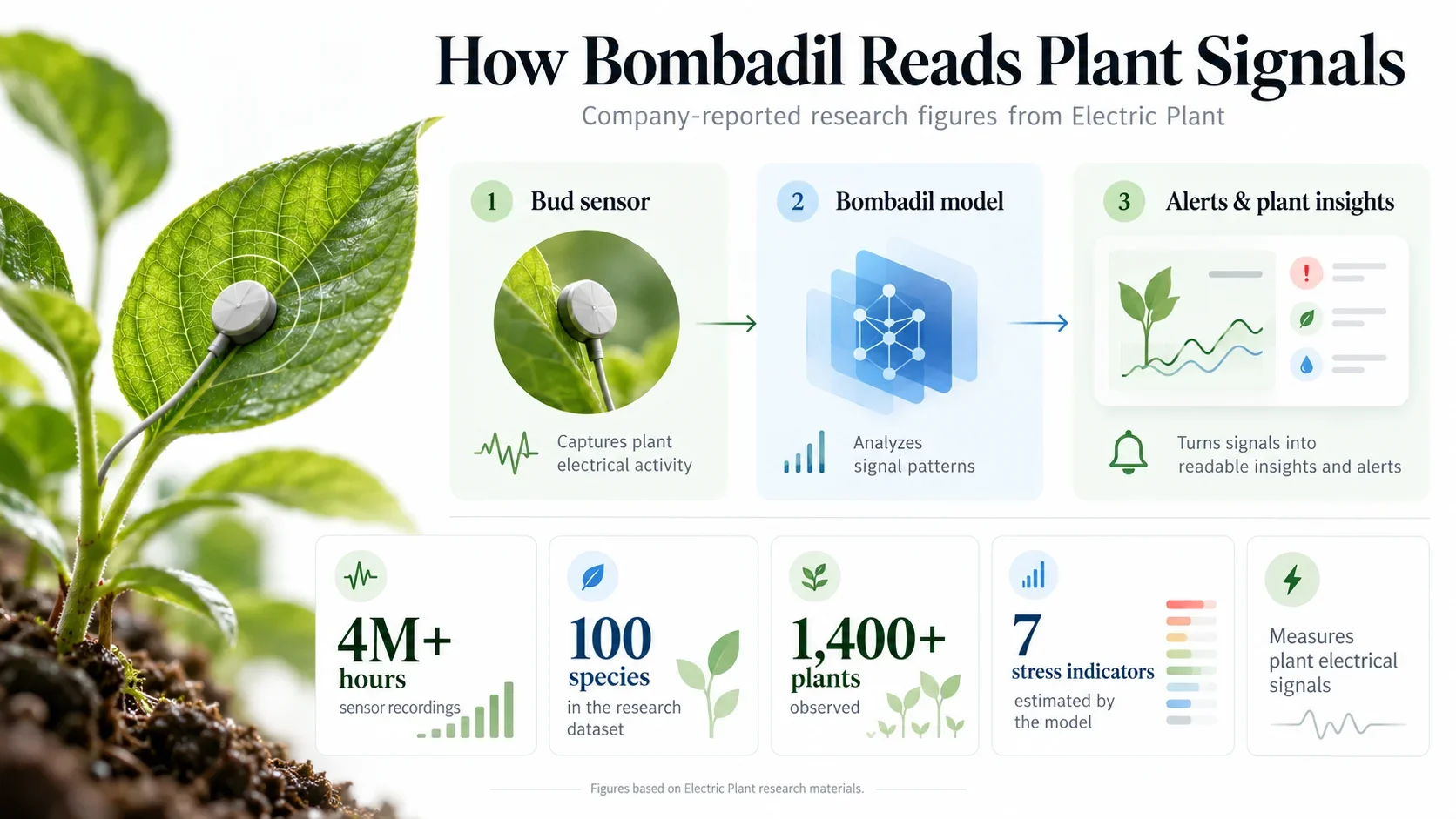 Infographic explaining how Electric Plant’s Bombadil AI analyzes plant electrical signals using Bud sensors to monitor plant health and stress. Company-reported research includes over 4 million hours of sensor recordings, 100 plant species, more than 1,400 plants, and seven AI-estimated stress indicators.